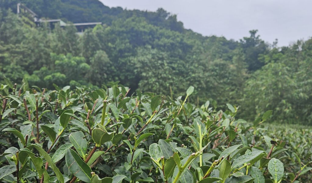 Natuurlijke schoonheid rond Taipei